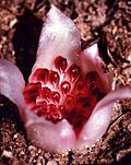 Profile Picture of Rhizanthella gardnerion Wikipedia