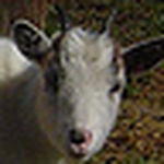 Profile Picture of H. David Starr (@hdavidstarr) on Flickr