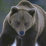 Profile Picture of javier argote (@crisargote56) on Instagram