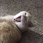 Profile Picture of Chasekitty (@chasekittymemes) on Instagram