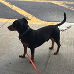 Profile Picture of Dave Benham (@housydog10) on Instagram