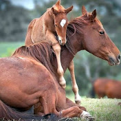 Profile Picture of Diana Alexandra Quitian Ramirez (@dianaalexandraquitianramir5921) on Youtube