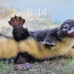 Profile Picture of Nancy Thaller (@Nancy-Thaller) on Facebook