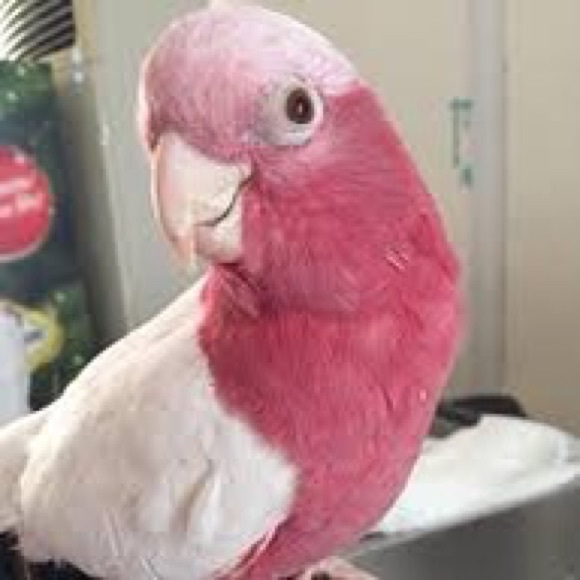 Profile Picture of Preston Barber (@pressten16) on Poshmark