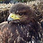 Profile Picture of Ian Rowland (@ianrowland1) on Flickr