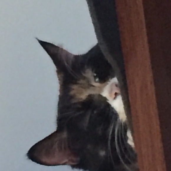 Profile Picture of Rebecca Pfab (@rap8955) on Poshmark