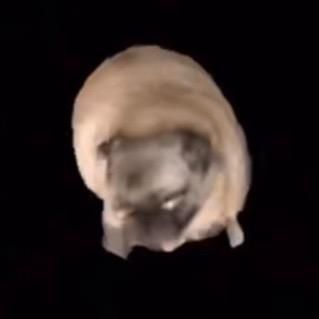 Profile Picture of Alex Malinowski (@kingofdogs_1) on Tiktok