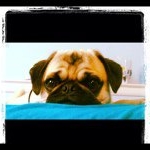 Profile Picture of Shelly Schoenberg (@sschoen2) on Instagram