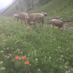 Peter eggenberger - Instagram Profile Picture of Peter eggenberger (@peter.eggenberger) on Instagram