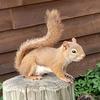 Profile Picture of Nathan Winter (@@mr.squirrell) on Tiktok