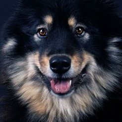 Chasity Fox - Twitter Profile Picture of Chasity Foxon Twitter