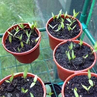 Profile Picture of Daryl Earls (@earlsd1988) on Twitter