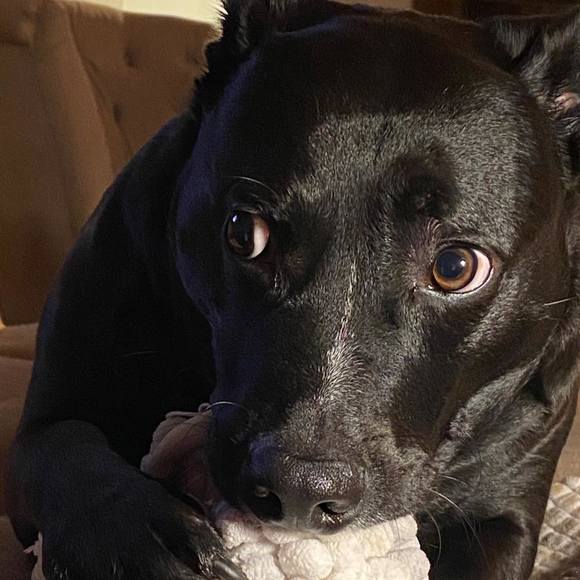 Profile Picture of Tim Harrington (@kovywho) on Poshmark