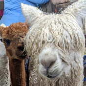 Profile Picture of Brendan Cassidy (@brendanjohny3312) on Youtube