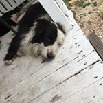 Profile Picture of Buddy (@im_buddy_barron) on Instagram