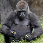 Profile Picture of King Joseph A. Gorilla (@_gorillatimes_) on Instagram