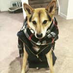 Profile Picture of Benny (@therealbennycarson) on Instagram