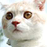 Profile Picture of Yang & Lsy & Milu The Cat (@yang & lsy & milu the cat) on Flickr