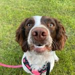 Profile Picture of Jessie (@springer_jessie_) on Instagram