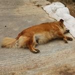 Profile Picture of Peter Rüppel (@ruppel.p) on Instagram