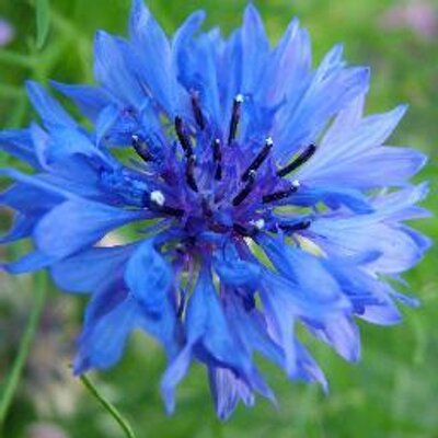 Profile Picture of Sharon  Stratton (@Poquito2) on Twitter