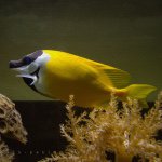 Profile Picture of Dennis Canlas (@d6p6c6) on Instagram