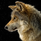 Jackson Lopez - Youtube Profile Picture of Jackson Lopez (@jaison998) on Youtube