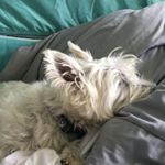 Profile Picture of Alvin&Evelyn (@dovesucculent) on Instagram