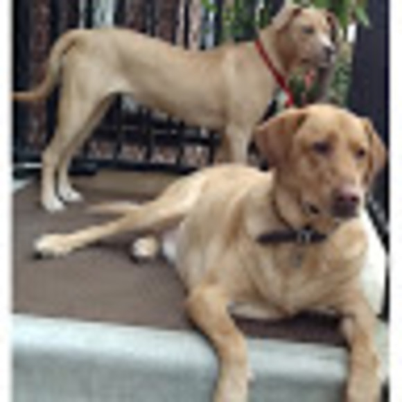 Profile Picture of Bill Heckelmann (@bheckelmann) on Poshmark