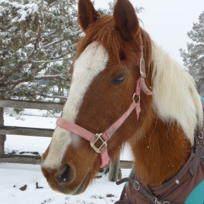 Profile Picture of Trail Horse (@RichardRolls4) on Twitter