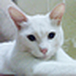 Profile Picture of Amit Sangwan (@addictiveamit) on Flickr