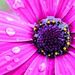 Profile Picture of Cathi Chrisman (@catlovespink) on Pinterest
