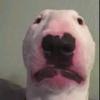 Profile Picture of biotic bark4153 (@@benjaminlackey0) on Tiktok