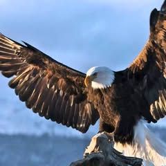 Profile Picture of Christopher Corbo (@christopher.corbo) on Tiktok