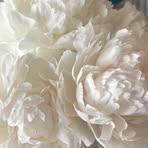 Profile Picture of Marilyn Marchetti (@Marilyn-Marchetti) on Facebook