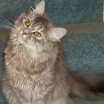 Profile Picture of Brianna Harshberger (@harshbergerbrianna) on Instagram