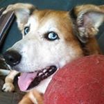 Profile Picture of Toni Feinberg Chan (@chanberg49) on Instagram