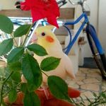 Marlene Soares - Instagram Profile Picture of Marlene Soares (@biitabortolin) on Instagram