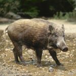 Profile Picture of flower shop yadorigi番長 (@yadorigibancho) on Instagram