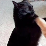 Profile Picture of Michael Beaver (@michaelbeaver3540) on Youtube