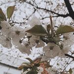 Profile Picture of камила (@wickedwebb) on Instagram