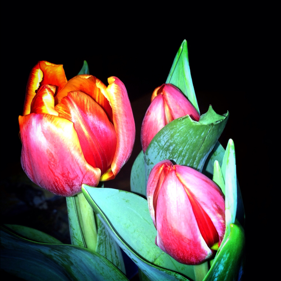 Profile Picture of Roberta Leon (@rjl706) on Poshmark