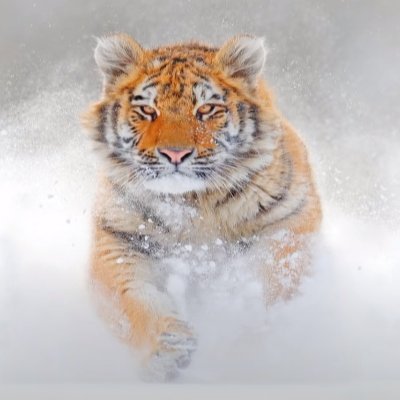 Profile Picture of Alexander Witte (@Alexand42914457) on Twitter
