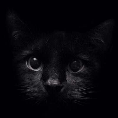 Profile Picture of 258842467 (@RayJaysEmoLife) on Twitter