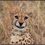 Profile Picture of Tyreek Hill (@cheetah) on Instagram