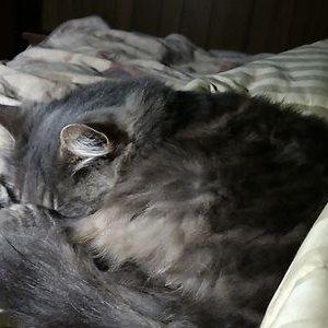 Profile Picture of Randy Lombard (@LombardRandy) on Twitter