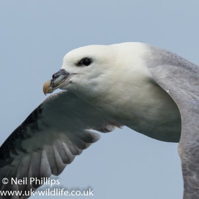 Profile Picture of Neil Phillips (@UK_Wildlife) on Twitter