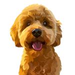 Profile Picture of King Ralphy The Red 👑 (@ralphyredcavapoo) on Instagram