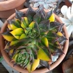 Profile Picture of Dale (@dalessucculentcollection) on Instagram
