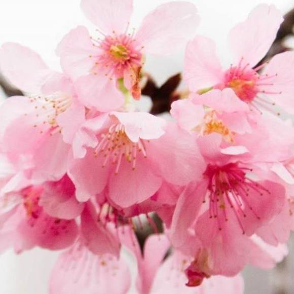 Profile Picture of Sakura Naito (@sakuranaito) on Poshmark